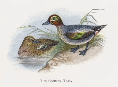 A közönséges kékeszöld alkotó: Alexander Francis Lydon